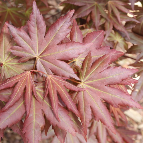 Hot Chana® Japanese Maple red foliage