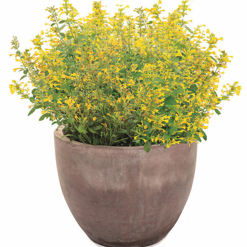 Maestro® Gold Hummingbird Mint in indoor pot