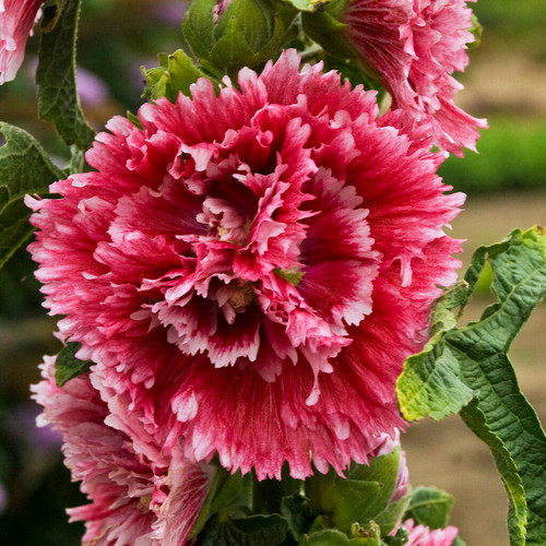 Fiesta Time Hollyhock flower close up