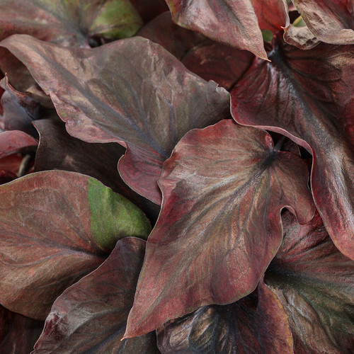 Heart to Heart® Midnight Oil Caladium red tone foliage