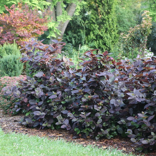 Red Zeppelin® Sweetshrub deep burgundy foliage