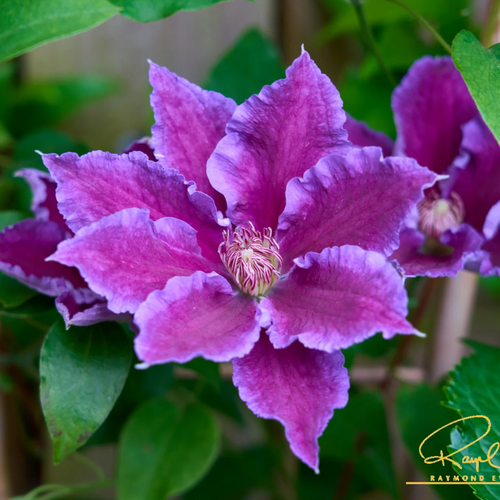 Baroness Fookes™ Clematis Ruffled Flowers Close Up