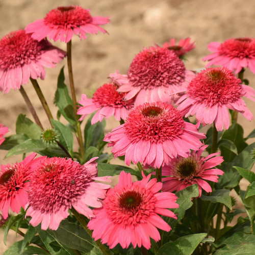 Double Coded® Coral Cranberry Coneflower