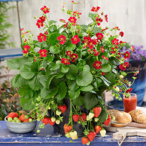 Ruby Ann Strawberry with fruit hanging