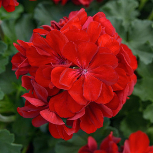 Solera™ Dark Red Geranium flower head focus