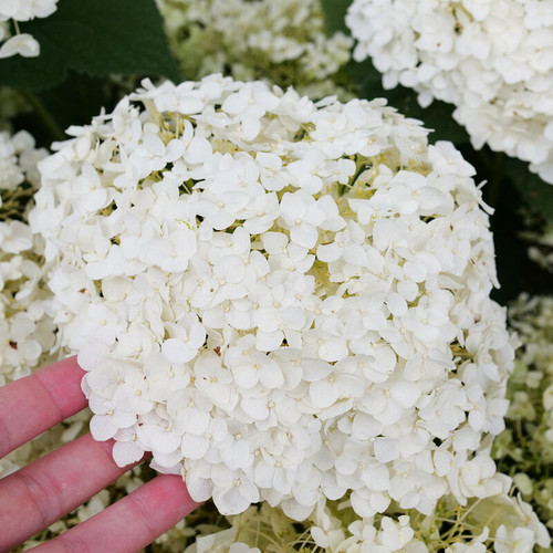 Invincibelle® Wee White 2.0 Hydrangea white flower heads