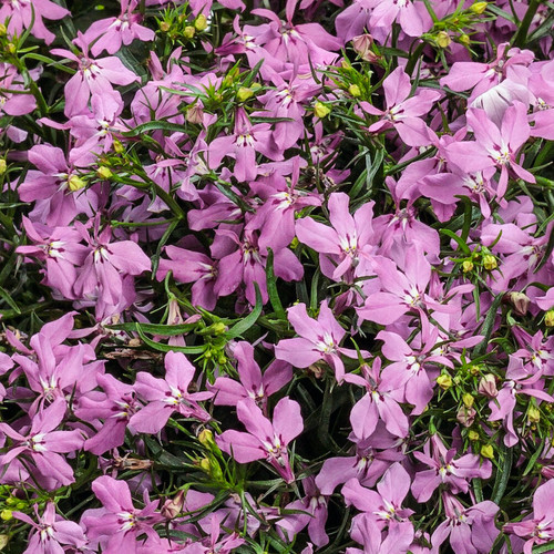 Laguna® Royale Lilac Lobelia covered in blooms