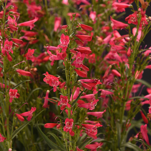 Summit Sweets™ Ruby Beardtongue flowering in the garden
