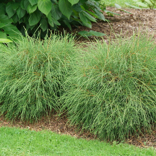 Whip It Good™ Arborvitae Shrubs In The Garden