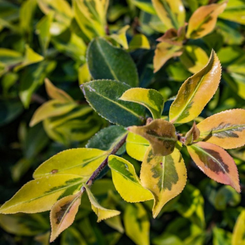 Royal Flush™ ShiShi Camellia Variegated Foliage