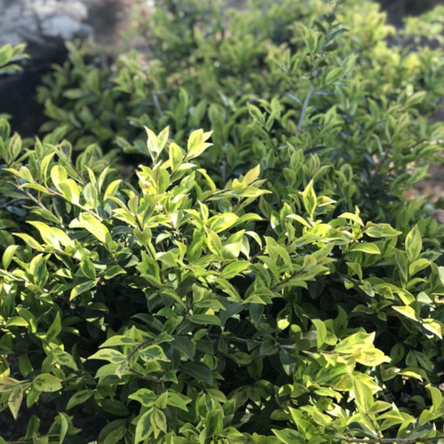 Royal Flush™ ShiShi Camellia in The Sunlight