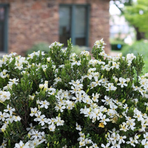 Daisy Duke™ Gardenia Shrub Blooming