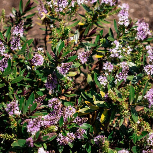 hebe mauve marble bloom in the garden