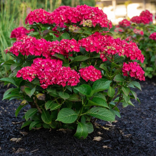 Hydrangea mac Drama Queen landscape