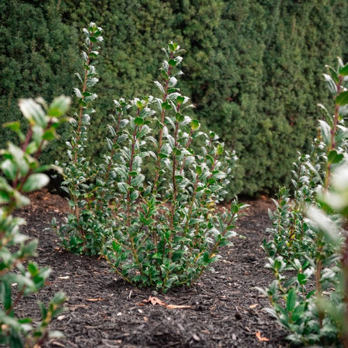 ilex great neighbor landscape