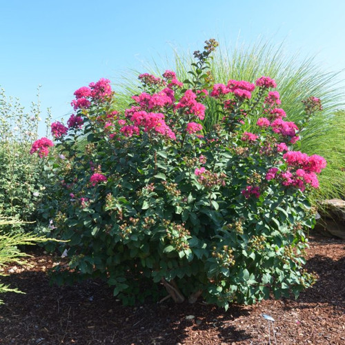 Lagerstroemia Princess Zoey growing in landscape