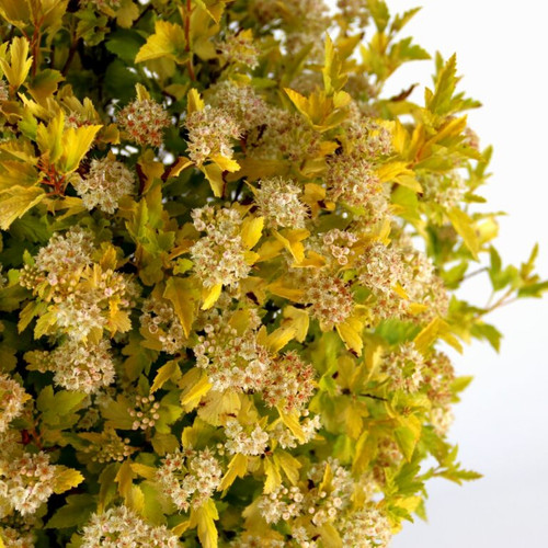 physocarpus cougar cub yellow and white bloom focus