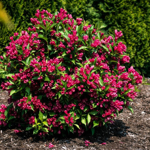 weigela watermelon kisses in the landscape