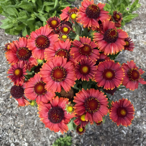 Top View of gaillardia low rider bloom