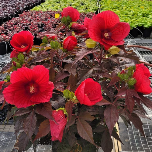 hibiscus moonshadow morello bloom