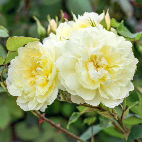Imogen® pale yellow rosette bloom, close-up