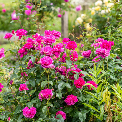 Rose shrub covered in deep pink blooms
