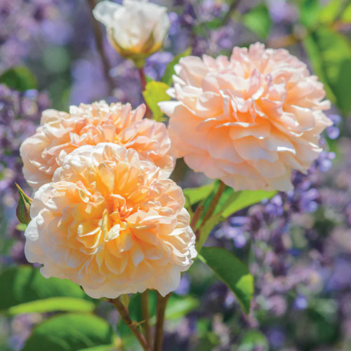 Three Port Sunlight blooms with purple flowers in background