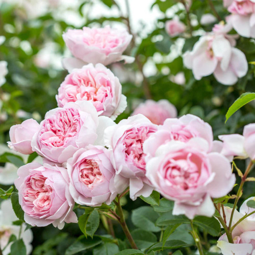 Wildeve® English Shrub Rose