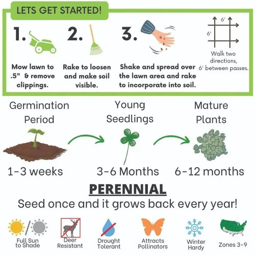 Micro Clover lawn closeup