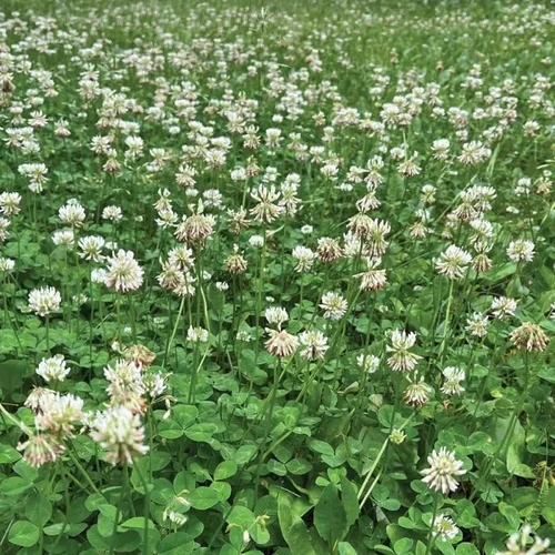 Micro Clover seedlings closeup