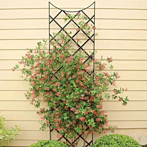 Trellis black metal trellis closeup