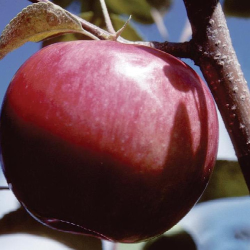 McIntosh Apple fruit on Tree