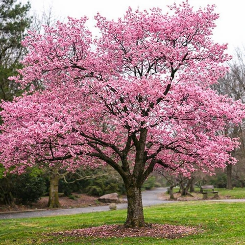 Okame Cherry blossom tree in full bloom