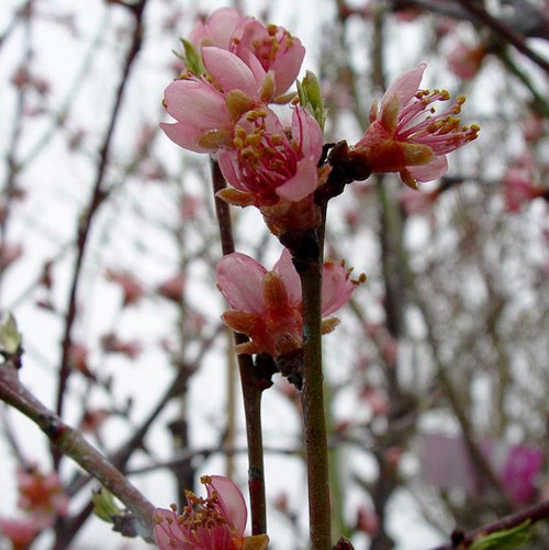 Reliance Peach Tree branches with flowers