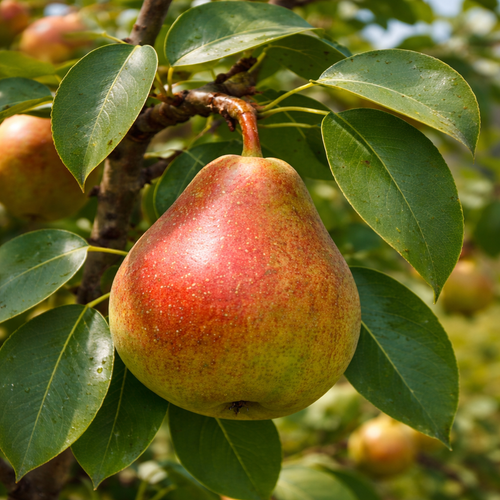 Ripe pear on a tree branch