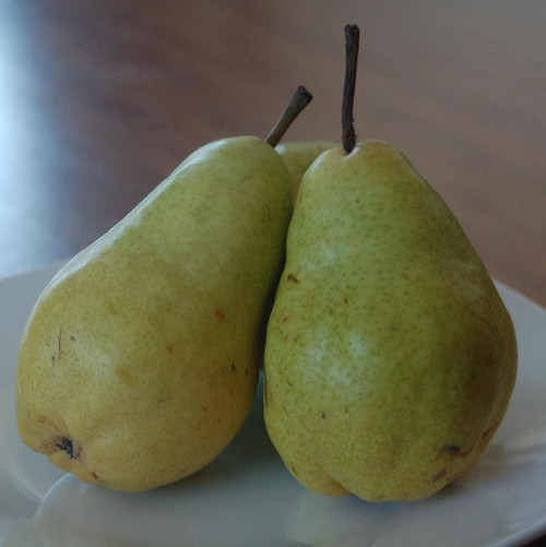 Bartlett Pear Tree fruit