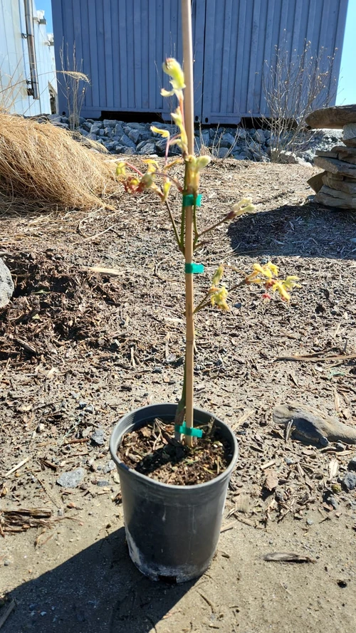 Fernleaf Full Moon Maple