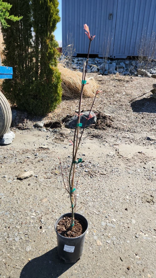 Ribbonleaf Japanese Maple