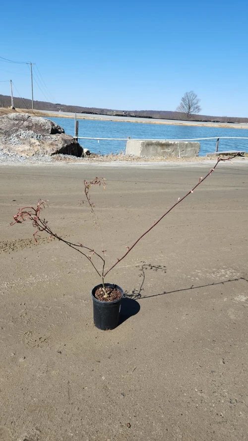 Dragon Tears Japanese Maple