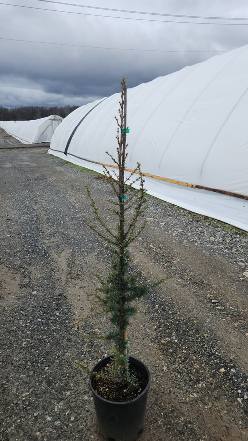 Granny Louise Atlas Cedar