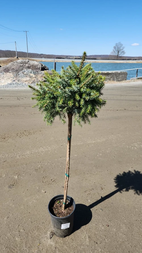Dwarf Serbian Spruce Tree Form