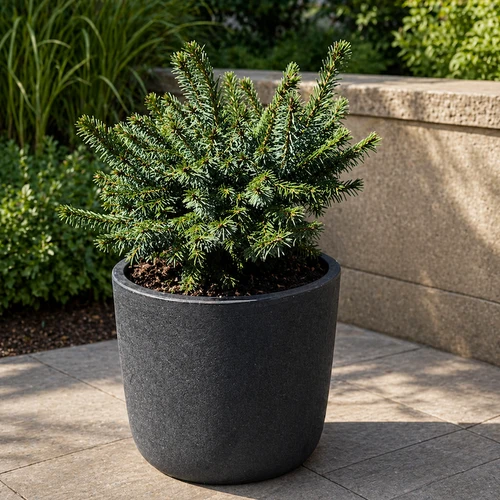 Dwarf Serbian Spruce in container settings