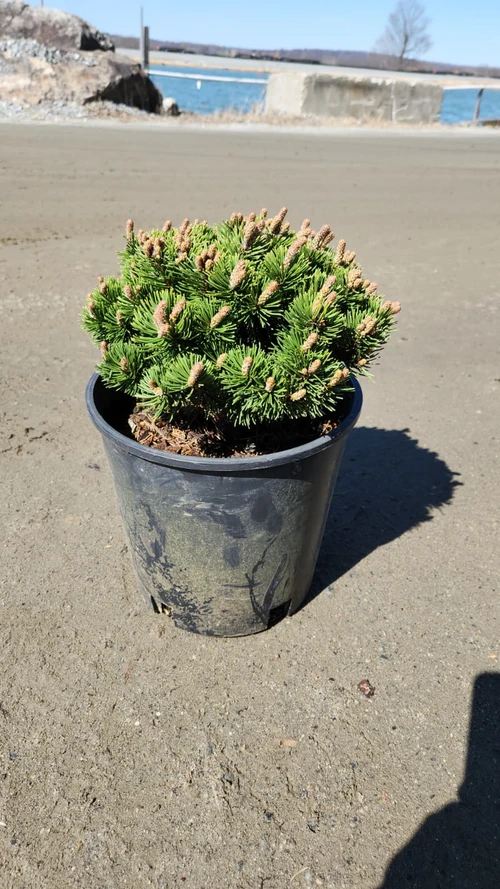 Dwarf Mountain Pine Tree