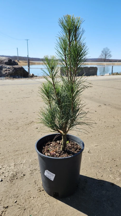 Stowe Pillar Columnar White Pine Tree