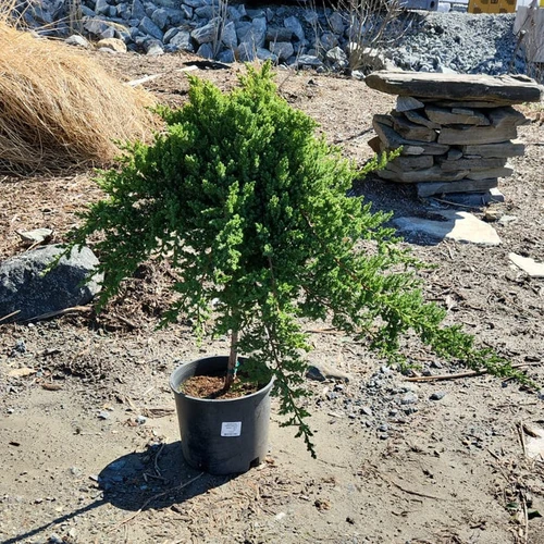Dwarf Japanese Juniper Tree