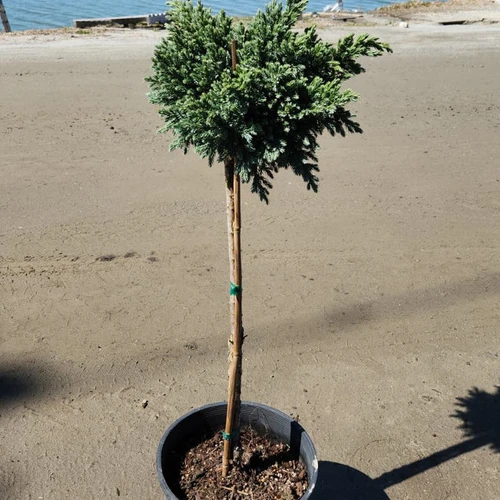 Blue Star Juniper Tree Form