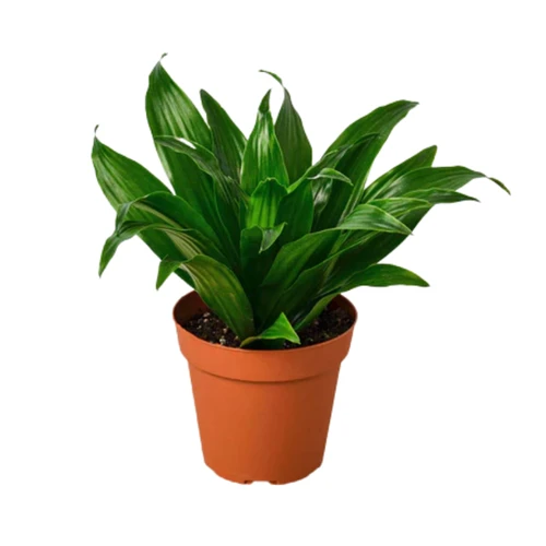 Janet Craig Dracaena