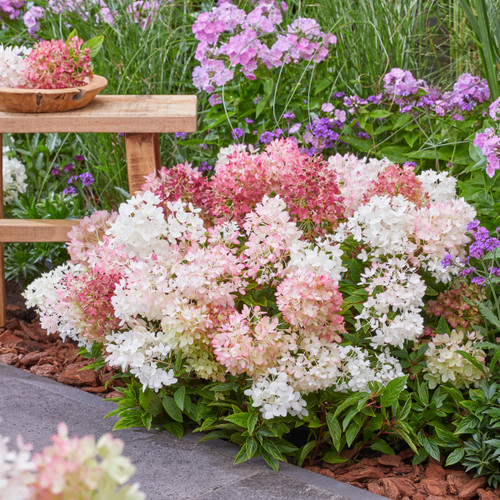 Groundbreaker® Blush™ Hydrangea