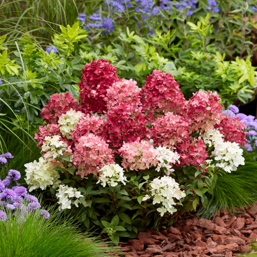 Groundbreaker® Ruby™ Hydrangea