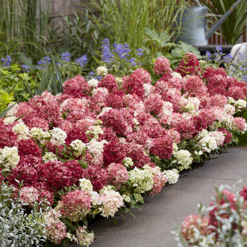 Groundbreaker® Ruby™ Hydrangea
